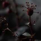 two-divergent-effectors-control-pm4-resistance-virulence