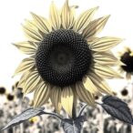 dreb-gene-family-in-sunflower-drought-response
