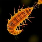 thymol-chitosan-nanoparticles-combat-toxocara-larvae-in-vitro