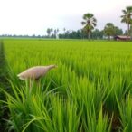 factors-shaping-rice-farmers’-climate-adaptation-in-bogura