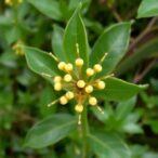 goniocheton-arborescens:-new-addition-to-indian-flora