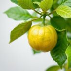 structural-and-functional-differences-in-citrus-prr-and-r-genes