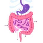gut-microbiota-l-theanine-boosts-amino-acid-breakdown