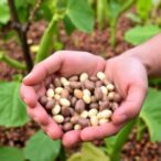 exploring-farmers’-preferences-in-common-bean-innovations