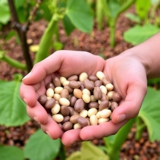 exploring-farmers’-preferences-in-common-bean-innovations