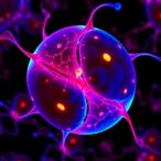 6-phosphogluconate-dehydrogenase-drives-tumor-immune-suppression