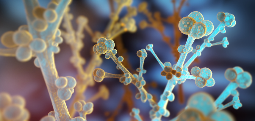 digital-sherlock:-rapid-detection-and-resistance-profiling-of-candida-auris