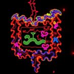 ancient-gut-microbiomes-reveal-new-antimicrobial-peptides