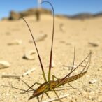 sporobolus-ioclados:-survival-strategies-in-desert-ecosystems