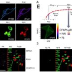 cfap20-rescues-stalled-rnapii-during-replication