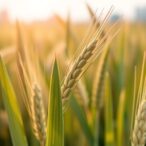 nanopriming-enhances-wheat’s-resilience-to-abiotic-stress
