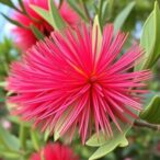 exploring-callistemon-fruit-extracts’-cancer-fighting-abilities