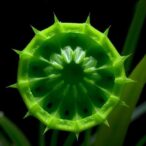 pectin-stiffening-regulates-grass-stomata-opening