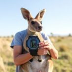 innovative-device-combines-sunlight-and-kangaroo-care