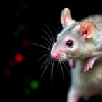 restoring-fbp1-boosts-erectile-function-in-diabetic-mice