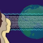 writing-the-code-of-life:-synthetic-human-chromosomes-on-the-horizon