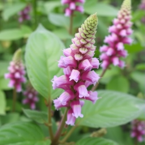 new-genetic-insights-into-strobilanthes-cusia-cultivation