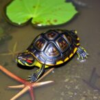 assessing-invasion-risk-of-red-eared-sliders-in-kerala