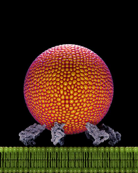 tiny-nanocourier-that-delivers-molecular-packages-to-cell-surface-unveiled