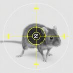 3d-printed-x-ray-shield-targets-tumors-in-mice