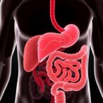 liver-and-gut:-key-players-in-cholesterol-balance