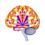 central-amygdala-atlas-uncovers-alcohol-disorder-genetics