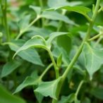 exploring-xth-gene-family’s-role-in-cowpea-salt-stress