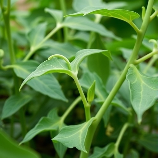 exploring-xth-gene-family’s-role-in-cowpea-salt-stress