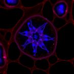 kras-identified-as-key-regulator-in-ovarian-follicle-development