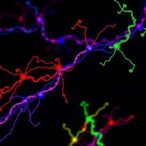 crispr-powered-protein-labeling-reveals-regulatory-networks