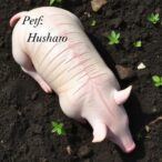 burial-effects-on-decomposition:-porcine-soil-study