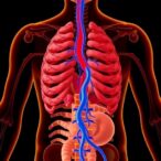 separate-sympathetic-paths-control-brown-fat-functions