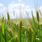 identifying-wheat-glk-genes:-environmental-expression-insights