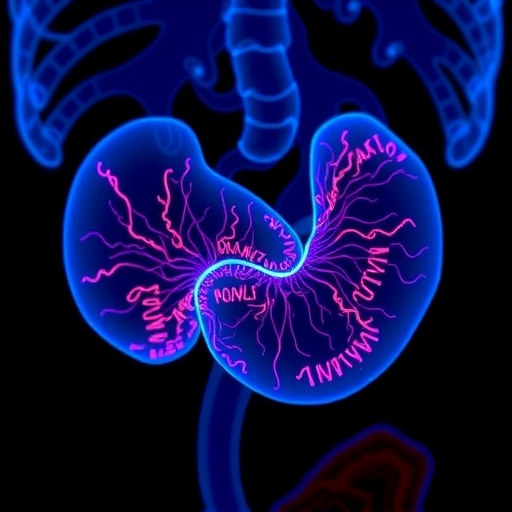 piezo1-channel-drives-bladder-inflammation-and-fibrosis