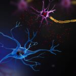 microglia-activity-in-the-brain-drives-infantile-amnesia-in-young-mice