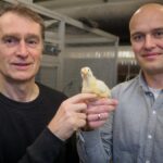 how-bird-retinas-function-without-oxygen-may-inform-future-stroke-therapies