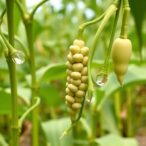 boosting-soybean-salt-tolerance-and-oil-content