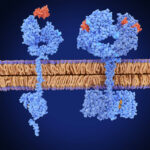 lung-cancer’s-“bodyguard-system”-discovered-by-singapore-scientists