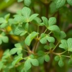 exploring-wd40-proteins-in-populus-yunnanensis-under-salt-stress