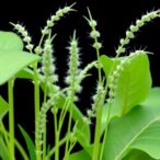 characterizing-wak/wakl-genes-in-phaseolus-vulgaris