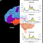 functional-1p36.23-variants-influence-schizophrenia-via-rere