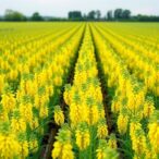 evaluating-performance-and-variability-in-rapeseed-genotypes