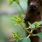 chloroplast-genomes-uncover-lygodium-phylogenetics-in-china