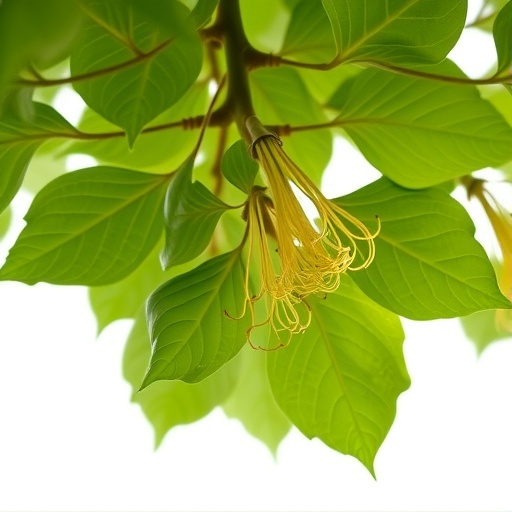exploring-cdpk-genes-in-liriodendron-chinense-under-stress