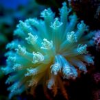 uncovering-biosynthetic-potential-of-sponge-associated-fungus