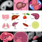 preclinical-models-for-steatosis-and-hepatocarcinoma-research