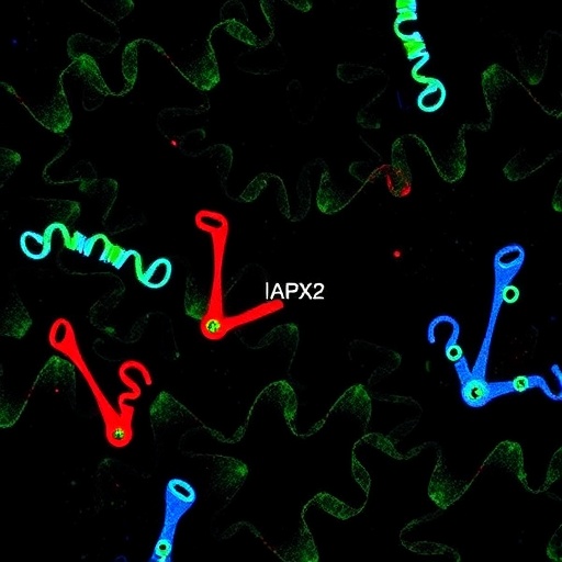 apx2’s-role-in-rice-tiller-growth-and-metabolism