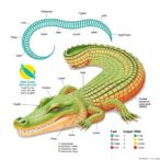 unveiling-oogenesis-in-alligator:-lncrna-mirna-mrna-insights
