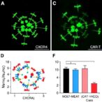 cxcr4-boosts-memory,-limits-exhaustion-in-car-t-cells