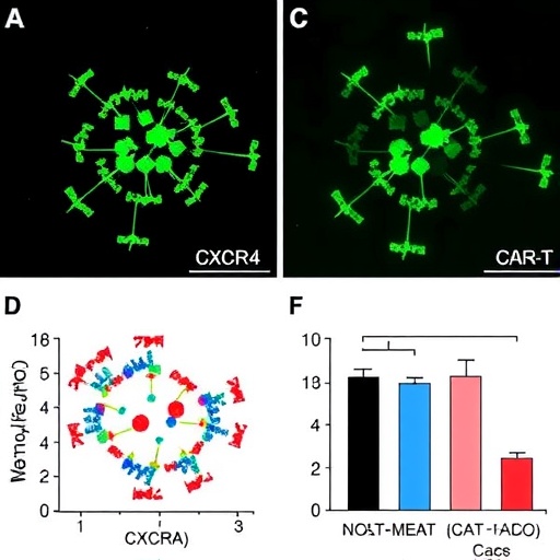 cxcr4-boosts-memory,-limits-exhaustion-in-car-t-cells